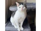 Adopt Mirana a Domestic Short Hair