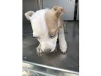 Adopt Neveah a American Staffordshire Terrier, Mixed Breed