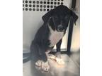 Adopt Rosie a Mountain Cur, Mixed Breed
