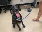 Adopt Ruby a Great Dane, Mixed Breed