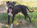 Adopt Josie a Pit Bull Terrier