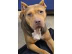 Adopt Fionna a Pit Bull Terrier