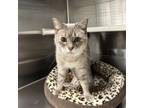 Adopt Yuna a Siamese