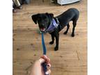 Adopt Sterling a Black Labrador Retriever