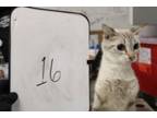 Adopt Blizzard a Domestic Short Hair, Siamese