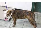 Adopt Gilda a Pit Bull Terrier, Mixed Breed