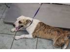 Adopt Kachina a Pit Bull Terrier, Mixed Breed