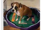 Adopt Burreaux a Boxer