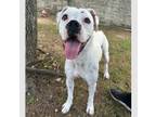 Adopt Kennedy a Boxer