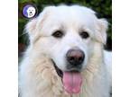 Adopt Presley a Great Pyrenees