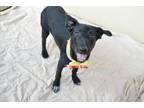 Adopt Missy a Labrador Retriever