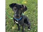 Adopt Hush Puppy a Mixed Breed, Black Labrador Retriever