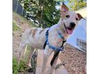 Adopt Brooke Pup: Bess a Cattle Dog