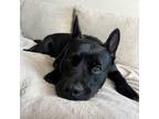 Adopt Ellie a Shepherd