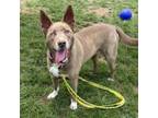 Adopt Akira a Husky