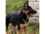 Adopt Leyla a German Shepherd Dog