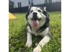 Adopt Cici a Husky