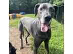 Adopt Chanel a Great Dane