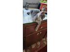 Adopt Simply Precious aka Katniss Kitten #5 a Domestic Short Hair