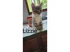 Adopt Lizzie aka Katniss Kitten #4 a Domestic Short Hair