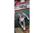 Adopt Jane aka Katniss Kitten #6 a Domestic Short Hair
