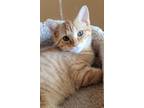 Adopt Calamity Jane aka Vining Kitten #15 a Domestic Short Hair