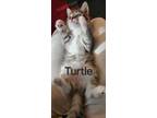 Adopt Turtle aka Katniss Kitten #1 a Domestic Short Hair