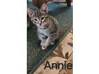 Adopt Annie aka Katniss Kitten #3 a Domestic Short Hair
