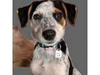 Adopt Nina a Australian Cattle Dog / Blue Heeler, Mixed Breed