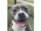 Adopt Merry Mindy a Pit Bull Terrier, Mixed Breed