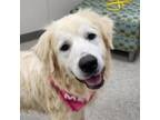 Adopt Whitney a Great Pyrenees