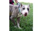 Adopt Calliope a Pit Bull Terrier, Hound