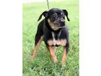 Adopt Sissy a Dachshund, Hound