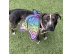 Adopt Ivy a Pit Bull Terrier, Catahoula Leopard Dog