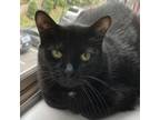 Adopt Sushi a Domestic Short Hair