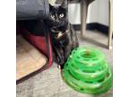 Adopt Keely a Domestic Short Hair
