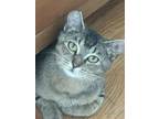 Adopt Mona *Working Cat* a Domestic Short Hair
