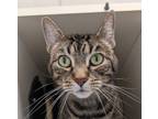 Adopt Shila a Domestic Short Hair