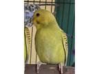 Adopt Sierra Mist a Parakeet (Other)