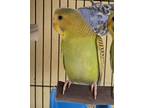 Adopt Mountain Dew a Parakeet (Other)