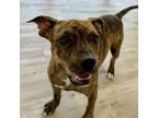 Adopt Nado a Wirehaired Terrier, Mixed Breed