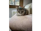 Adopt Hildy a Domestic Medium Hair, Domestic Short Hair