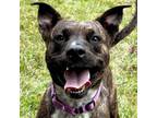 Adopt Little Debbie - Reduced Fee! a Labrador Retriever