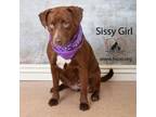 Adopt Sissy Girl a Chocolate Labrador Retriever