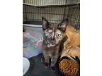 Adopt Gem a Domestic Short Hair