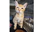 Adopt Ruby a Domestic Short Hair