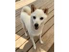 Adopt Shania87 a Shiba Inu