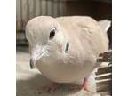 Adopt Chia a Dove