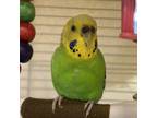 Adopt Tango a Budgie / Budgerigar