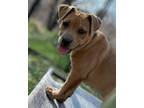 Adopt Finch a Labrador Retriever